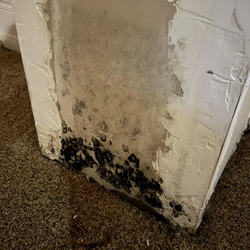 Professional Mold Removal in Woodville, OH